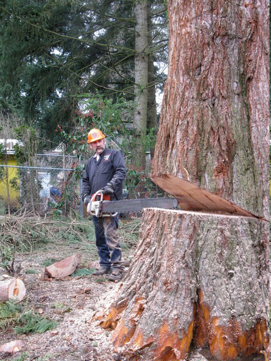 Safe Tree Trunk Removal