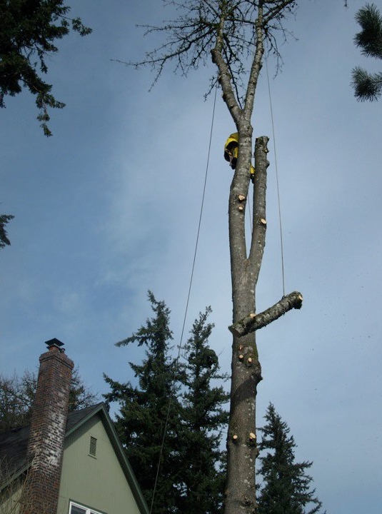Tree Masters Portland: Correct tree removal is completely controlled