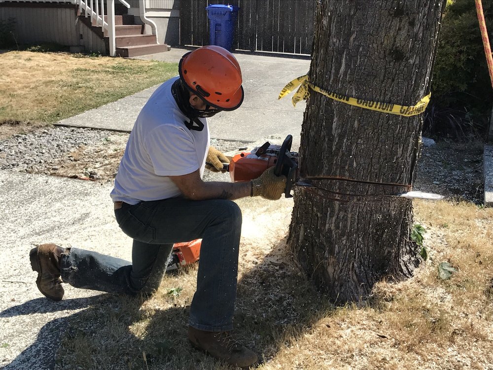Bottom of the trunk is the last to go in tree removal