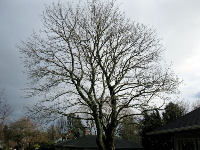 Maple tree trimming Tree Masters, Inc.