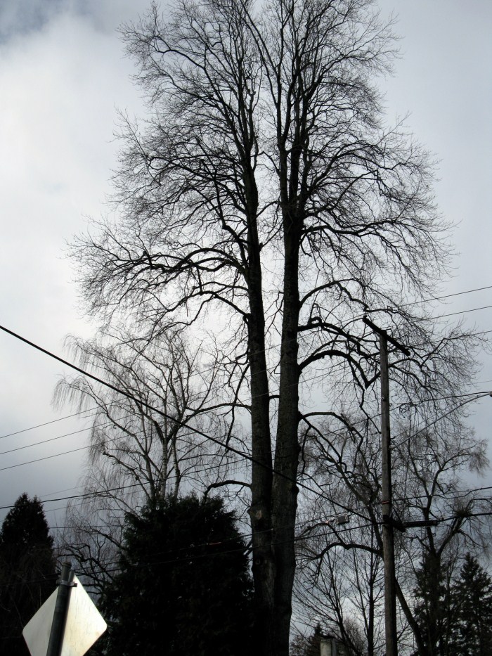 Tree Masters Yellow Poplar tree trimming