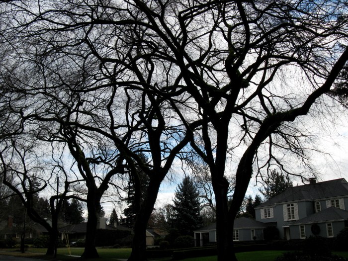 American Elms proper pruning procedure by Tree Masters, Oregon