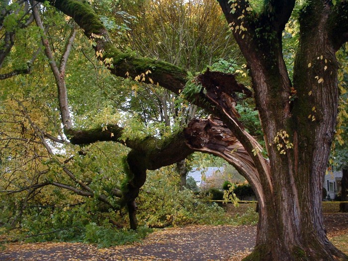 Hazardous Tree Removal
