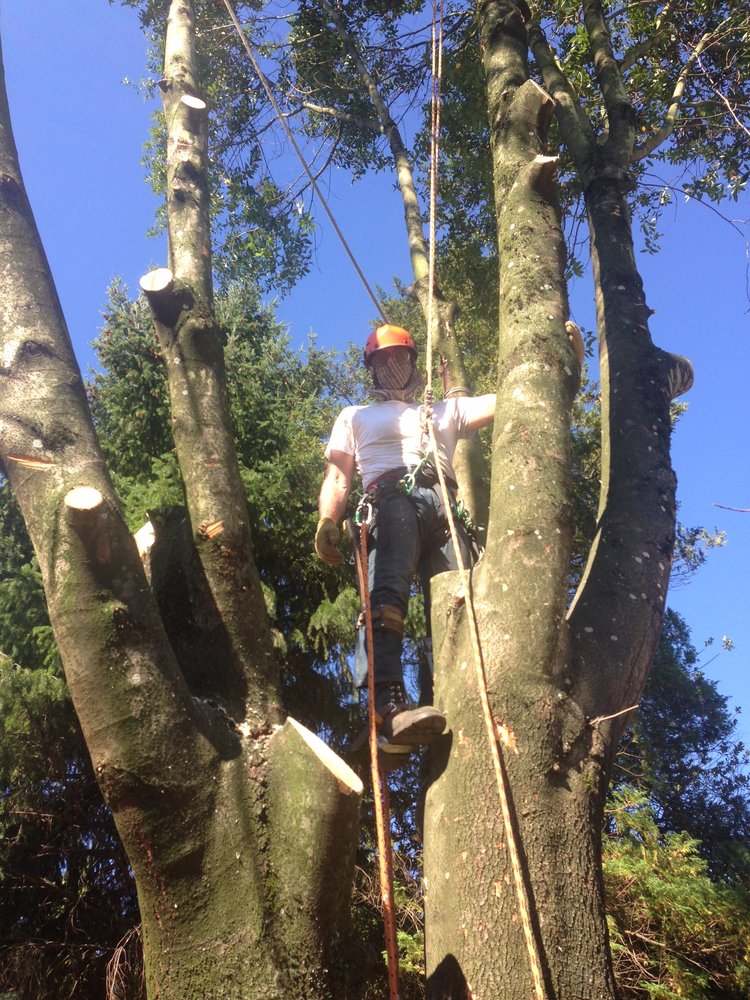 Removing dangerous tree