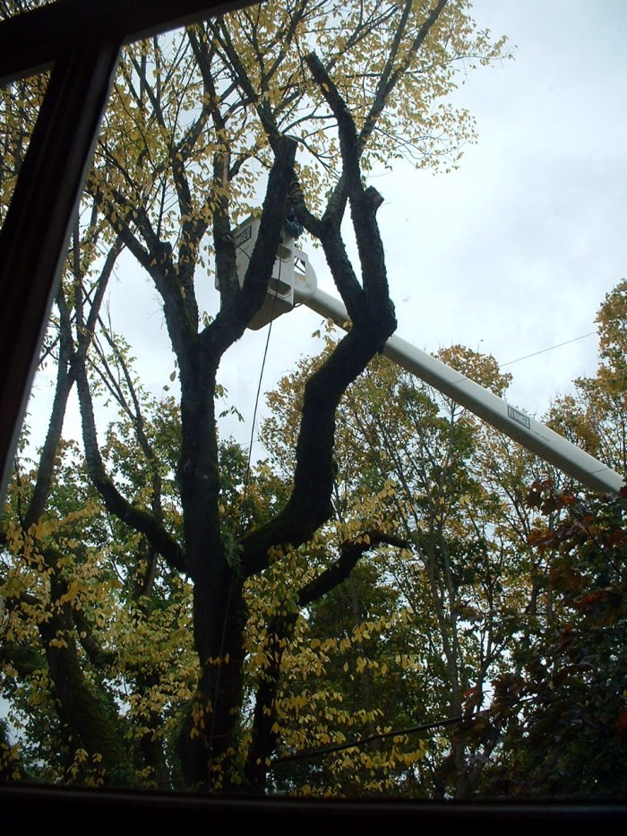Hazardous tree removal SE Portland, OR