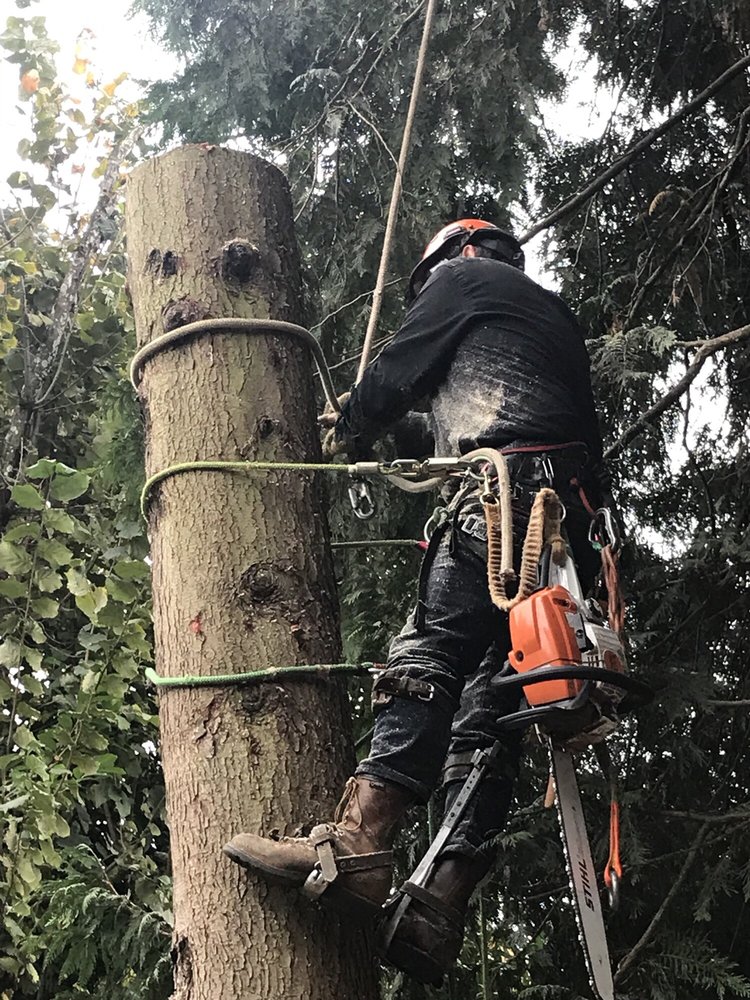 Stripped down to the trunk during tree removal image